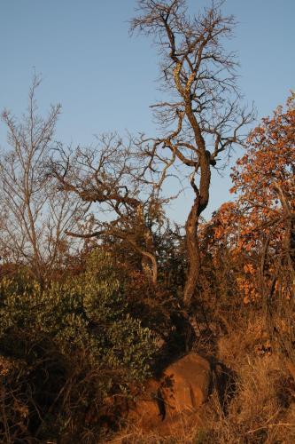 a tree on the side of a hill with bushes at Donkerhoek Country Living in Avondzon
