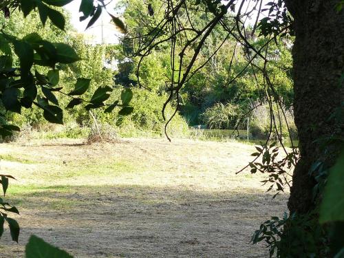 un campo de hierba con un árbol en primer plano en Les Plénitudes du Rivage, en Saint-Vincent-sur-Jard