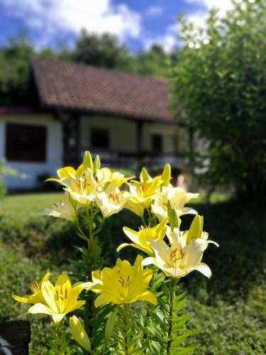 a group of yellow flowers in front of a house at Holiday Home Nektar Park in Bihać