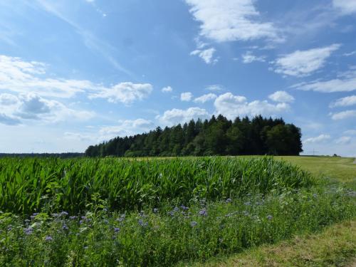 a field of grass with purple flowers and trees at Landgasthaus Sonne in Freudenstadt