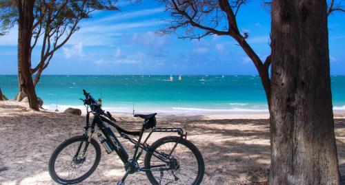a bike parked next to a tree on the beach at villa Beatrice in Serranova