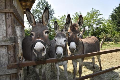 three donkeys are standing next to a fence at B&B La Riundela in Asti