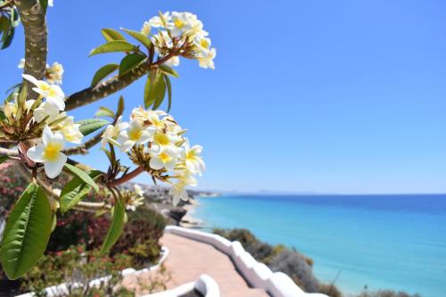 a flowering tree with the ocean in the background at Aldiana Club Fuerteventura in Morro del Jable