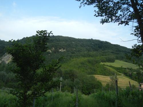 a view of a hill with trees and grass at La Colombarola Agriturismo in Farneto