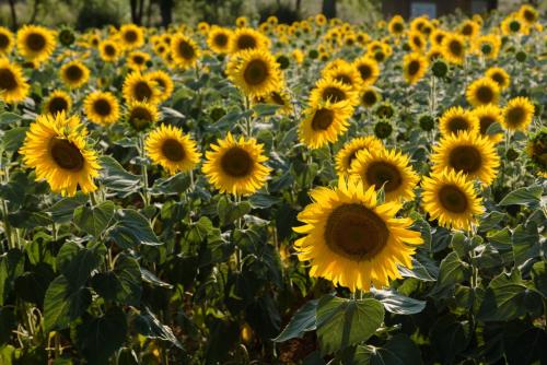 a field of sunflowers in a field at Falesta in Casole dʼElsa
