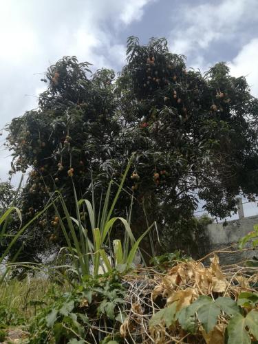 a tree with oranges on it in a field at Aldeia Jerome in Paul