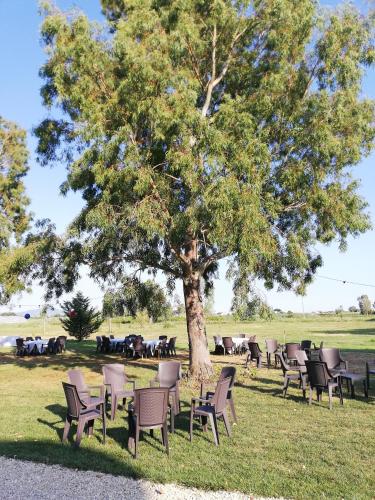 a group of chairs under a tree with cattle in the field at Agriturismo Le Folaghe in Terracina
