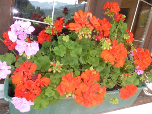 a pot of red and pink flowers in a window at Schwaighof in Oberau