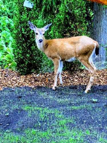 a deer standing in the grass in a yard at Garden Bay Hideaway - Glamping & RV in Garden Bay