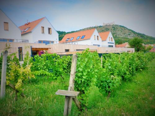 a bunch of vines in a field with a house at Rezidence Pálava in Pavlov