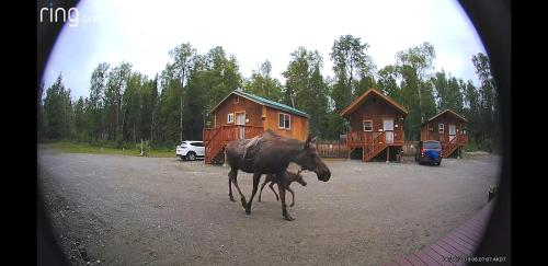 a brown horse standing on top of a dirt road at Talkeetna Love-Lee Cabins in Talkeetna