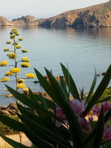 a plant with yellow and purple flowers next to a body of water at Il Rifugio del Conte in Torre Dei Corsari