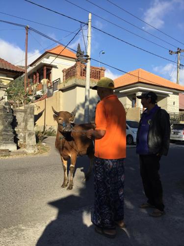 a man standing next to a cow in the street at The Villa's Kubu Sandan in Kintamani
