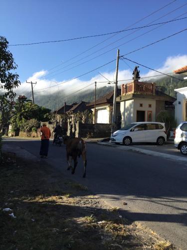 a man and a cow walking down a street at The Villa's Kubu Sandan in Kintamani