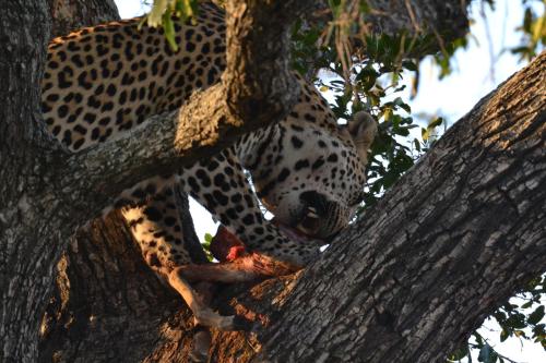 a leopard in a tree eating a prey at Masingitana Tented Camp in Hoedspruit