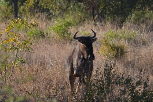 a horned animal standing in a field of tall grass at Masingitana Tented Camp in Hoedspruit