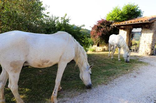 two white horses grazing on the grass next to a building at Agriturismo la Tana in Città di Castello