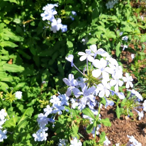 a bunch of blue and white flowers in a garden at B&B L'amaca della felicità in Monti