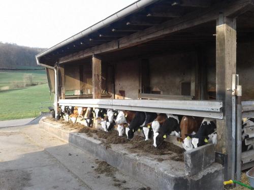 a group of cows are coming out of a barn at Kreuzdellenhof Ferienzimmer in Hembach