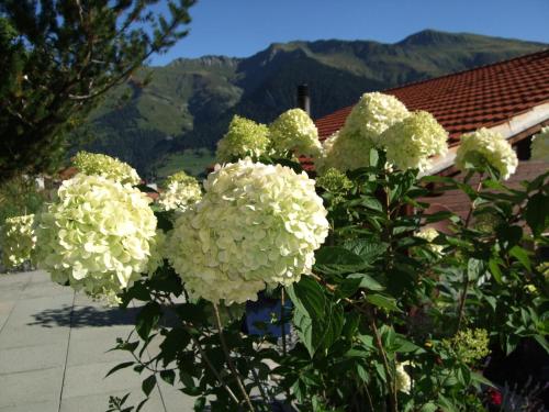 a bunch of white flowers on a plant at Aegerta Alte Schreinerei in Tschiertschen
