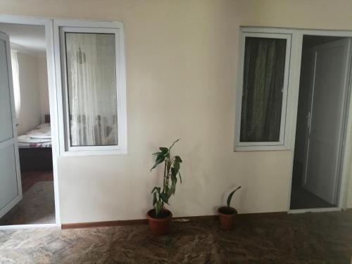 a room with two windows and a potted plant at Jeiran Japaridze's Guesthouse in Mestia