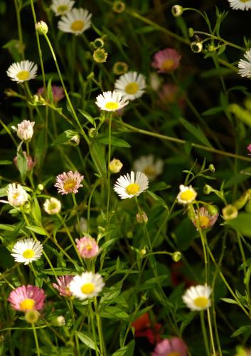 a bunch of white and pink flowers in a field at Margarets Forest in Margaret River Town