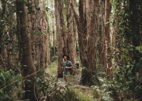 a woman walking through a forest filled with trees at Habitat Noosa in Cootharaba
