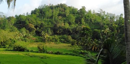 a lush green field with trees in the background at Rainforest Holiday Inn in Deniyaya