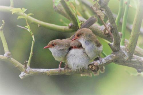 two birds are sitting on a tree branch at Jamieson Valley Retreat in Howqua