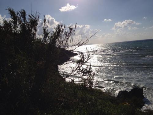 a view of the ocean with a bush at Beach Villa Pantheon in Pomos