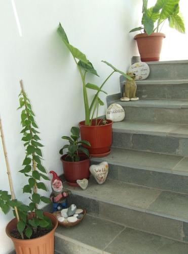 a group of potted plants sitting on the stairs at Pension Marina in Kinira