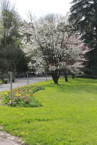 a park with a tree with flowers in the grass at Le Cénacle in Geneva