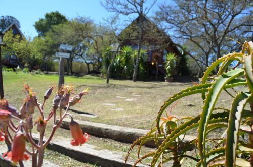 a green plant with red flowers in a park at A Stone's Throw Accommodation in Grahamstown
