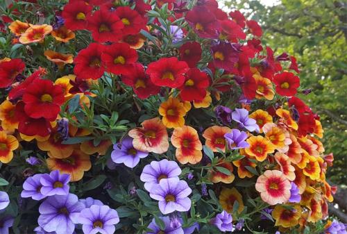 a bunch of colorful flowers in a garden at Play All Day - Sleep By The Stream at Night - Swimming Hole in Palenville