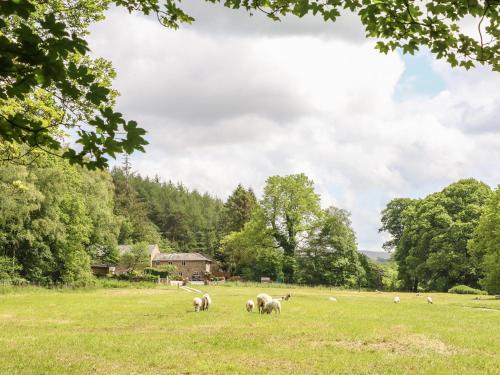 a group of animals grazing in a grass field at Spens Farm Cottage in Lancaster