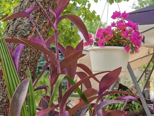 a pot of pink flowers hanging from a tree at Strigonia Apartman in Esztergom