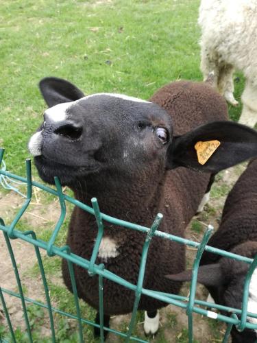 a sheep sticking its head over a fence at Poezelhoekvallei Loft in Zonnebeke