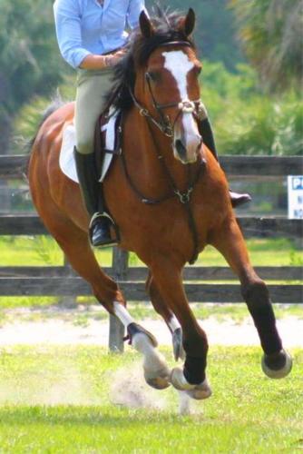 a person riding a horse in the grass at Play All Day - Sleep By The Stream at Night - Swimming Hole in Palenville