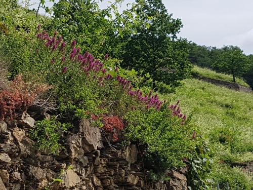 a stone wall with purple flowers on a hill at Winzerhof Gietzen in Hatzenport
