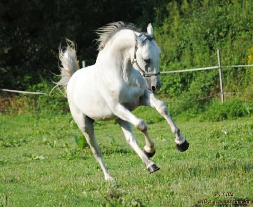a white horse running in a field of grass at Sörényes Udvarház in Pénzesgyőr
