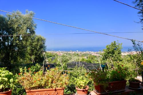 a view of the ocean from a garden with potted plants at Traulivi country house in Meta