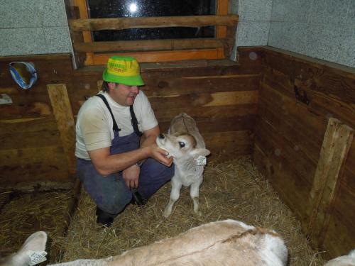 a man is petting a baby goat in a barn at Möslehof in Kauns
