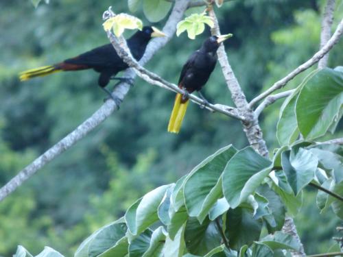 two birds sitting on a tree branch at Hostal Alto de la Montaña in Minca