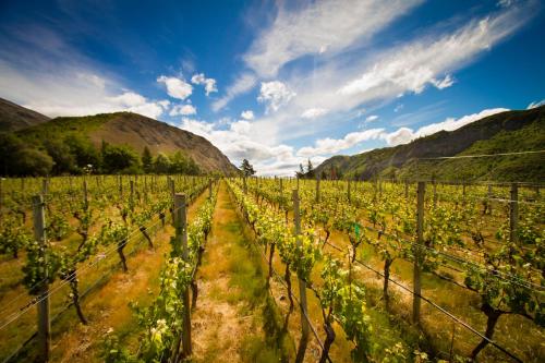 a vineyard in the mountains with a blue sky at Gibbston Valley Lodge and Spa in Queenstown