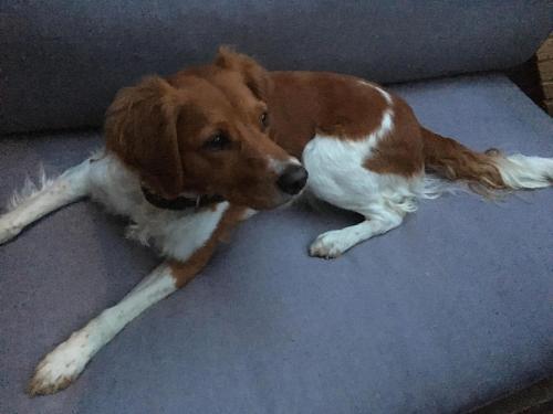 a brown and white dog laying on a couch at Les Gîtes du Racème in Blienschwiller