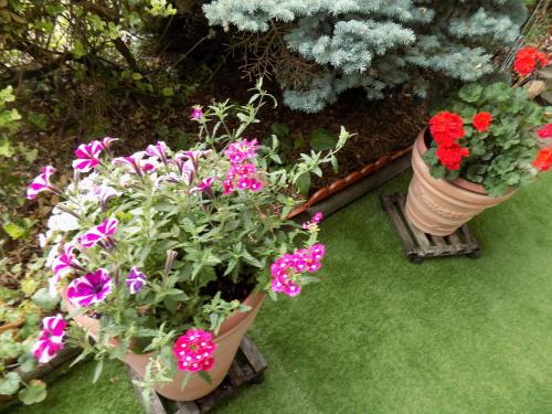 two pots of flowers are sitting on the grass at Haus Alexandra in Schöneberg