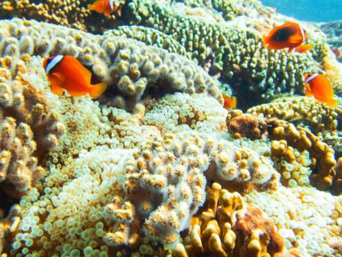 a group of fish on a coral reef at Haven Seaview Homestay in Lanyu