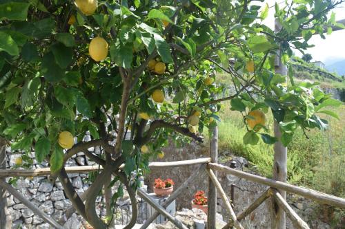 a lemon tree in front of a fence at Torre Elisea in Minori