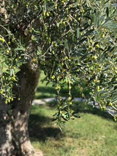 a tree with lots of fruit hanging from it at Su Cannonariu in Orosei