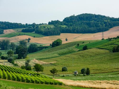 a field of green hills with trees and a dirt road at Casa Munfrà in Cioccaro